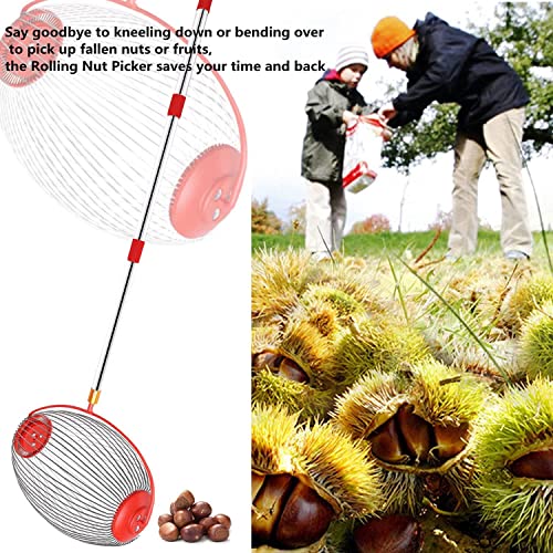 Large Nut Gatherer Rolling Nut Harvester Ball Picker Adjustable Lightweight Outdoor Manual Tools Picker Collector Walnuts Pecans Golf Nerf Darts and Ball 1'' to 3'' in Size (7.48 * 12.6in)