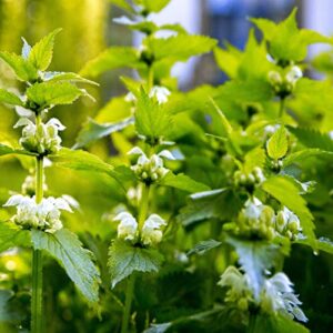 outsidepride perennial urtica dioica stinging nettle seeds – for medicinal herb garden plants – 5000 seeds
