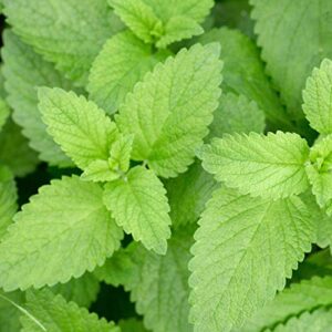 Outsidepride Perennial Urtica Dioica Stinging Nettle Seeds - for Medicinal Herb Garden Plants - 5000 Seeds