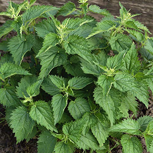 Outsidepride Perennial Urtica Dioica Stinging Nettle Seeds - for Medicinal Herb Garden Plants - 5000 Seeds