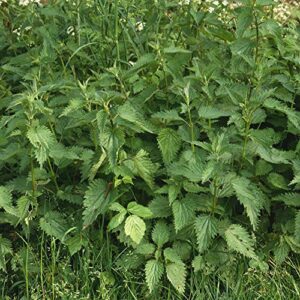 Outsidepride Perennial Urtica Dioica Stinging Nettle Seeds - for Medicinal Herb Garden Plants - 5000 Seeds