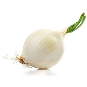 Crystal White Wax Onion Seeds, 500+ Heirloom Seeds Per Packet, (Isla's Garden Seeds), Non GMO Seeds, Botanical Name: Allium cepa