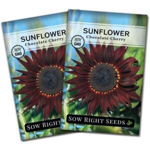 sow right seeds – chocolate cherry sunflower seeds for planting – non-gmo heirloom packets with instructions to plant a home vegetable garden (2)