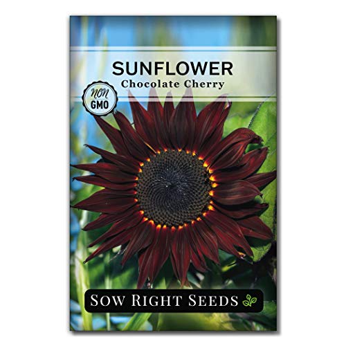 Sow Right Seeds - Chocolate Cherry Sunflower Seeds for Planting - Non-GMO Heirloom Packets with Instructions to Plant a Home Vegetable Garden (2)