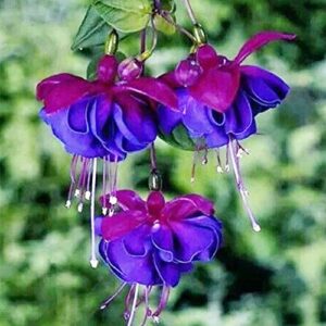 qauzuy garden 100 fresh seeds double blue petals fuchsia seeds perennial potted hanging flowers for home plant bonsai easy to grow attract hummingbirds