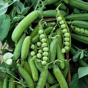 120 early frosty pea seeds for planting heirloom non gmo 1+ ounces of seeds english pea garden vegetable bulk survival
