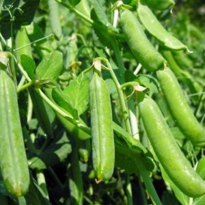 120 Early Frosty Pea Seeds for Planting Heirloom Non GMO 1+ Ounces of Seeds English Pea Garden Vegetable Bulk Survival