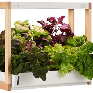 Rise Gardens Personal Garden and Starter Kit | Hydroponics Growing System, Wi-Fi & App Controlled Indoor Garden with Growing Lights & Self-Watering System | Includes 8 Seed Pods & 6 Weeks Nutrients