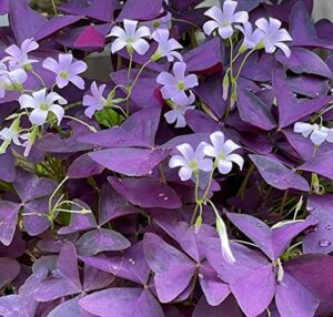 16 bulbs – purple shamrocks lucky lovely flowers bulbs for planting oxalis triangularis 002
