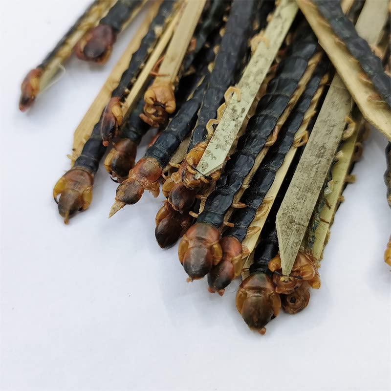 Chinese Herbal Medicine Domestic red-Headed Centipede 15cm Long Dried Centipede 10pcs中药材国产红头蜈蚣15公分长蜈蚣干10pcs