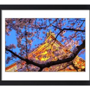 robertharding Framed 20x16 Photo of Sensi-ji Temple in Tokyo at Night, seen Through Cherry Blossom (12578829)