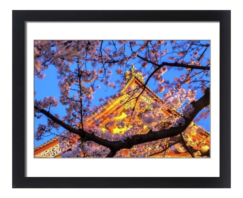 robertharding Framed 20x16 Photo of Sensi-ji Temple in Tokyo at Night, seen Through Cherry Blossom (12578829)