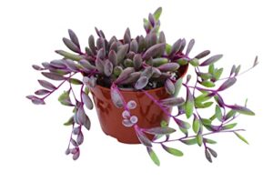live succulent 4″ othonna capensis ruby necklace, succulents plants live, succulent plants fully rooted, house plant for home office decoration, diy projects, party favor gift by the succulent cult
