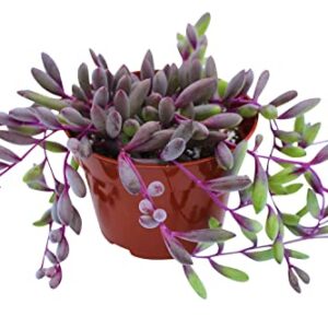 Live Succulent 4" Othonna Capensis Ruby Necklace, Succulents Plants Live, Succulent Plants Fully Rooted, House Plant for Home Office Decoration, DIY Projects, Party Favor Gift by The Succulent Cult