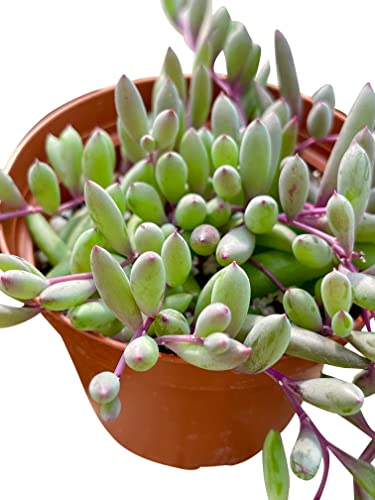 Live Succulent 4" Othonna Capensis Ruby Necklace, Succulents Plants Live, Succulent Plants Fully Rooted, House Plant for Home Office Decoration, DIY Projects, Party Favor Gift by The Succulent Cult