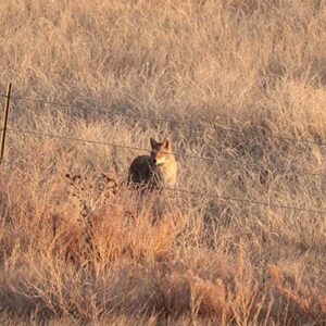 Lucky Duck Yote Coyote Decoy