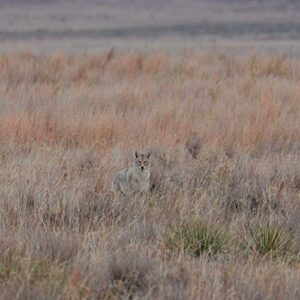 Lucky Duck Yote Coyote Decoy