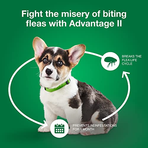 Advantage II Small Dog Vet-Recommended Flea Treatment & Prevention | Dogs 3-10 lbs. | 6-Month Supply