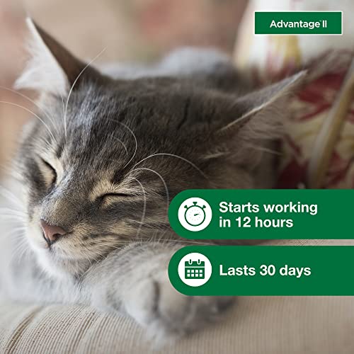 Advantage II Small Cat Vet-Recommended Flea Treatment & Prevention | Cats 5-9 lbs. | 6-Month Supply