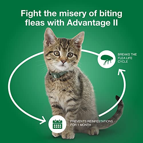 Advantage II Small Cat Vet-Recommended Flea Treatment & Prevention | Cats 5-9 lbs. | 6-Month Supply