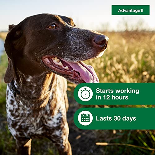 Advantage II Medium Dog Vet-Recommended Flea Treatment & Prevention | Dogs 11-20 lbs. | 4-Month Supply