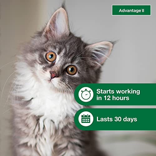 Advantage II Kitten Vet-Recommended Flea Treatment & Prevention | Cats 2-5 lbs. | 2-Month Supply