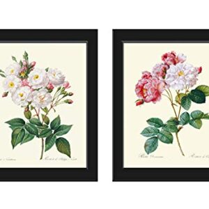 Botanical Pink White Roses Prints - Unframed - Beautiful Antique Illustration Wall Art Set of 2 Prints French Flowers Home Room Decor Small or Large Dining Room Bedroom Living Interior Design LRR