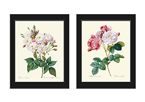 Botanical Pink White Roses Prints - Unframed - Beautiful Antique Illustration Wall Art Set of 2 Prints French Flowers Home Room Decor Small or Large Dining Room Bedroom Living Interior Design LRR