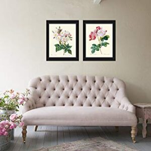 Botanical Pink White Roses Prints - Unframed - Beautiful Antique Illustration Wall Art Set of 2 Prints French Flowers Home Room Decor Small or Large Dining Room Bedroom Living Interior Design LRR