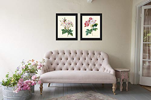 Botanical Pink White Roses Prints - Unframed - Beautiful Antique Illustration Wall Art Set of 2 Prints French Flowers Home Room Decor Small or Large Dining Room Bedroom Living Interior Design LRR