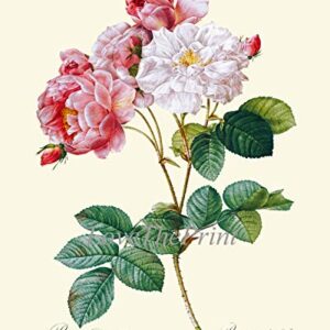 Botanical Pink White Roses Prints - Unframed - Beautiful Antique Illustration Wall Art Set of 2 Prints French Flowers Home Room Decor Small or Large Dining Room Bedroom Living Interior Design LRR