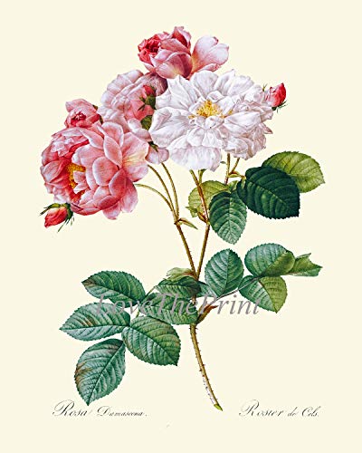 Botanical Pink White Roses Prints - Unframed - Beautiful Antique Illustration Wall Art Set of 2 Prints French Flowers Home Room Decor Small or Large Dining Room Bedroom Living Interior Design LRR