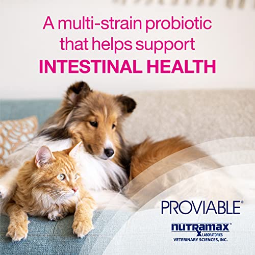 Nutramax Proviable Digestive Health Supplement Kit with Multi-Strain Probiotics and Prebiotics for Cats and Small Dogs, With 7-Strains of Bacteria, 15 mL Paste and 10 Capsules