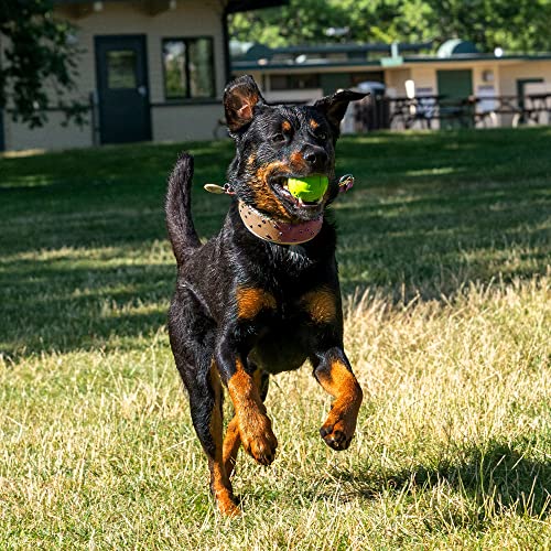 Furhaven 3-Pack Fetch 'N Fun TPR Squeaky Ball Dog Toy Set - Play Pack, Set of 3