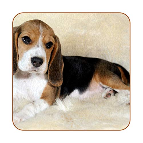 Coasters for Drinks Dog Lay Sleepy Leather Square Mug Cup Pad Mat for Protect Furniture, Heat Resistant, Kitchen Bar Decor, Set of 6