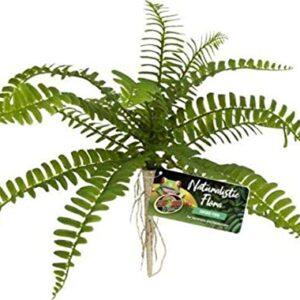 Zoo Med Sword Fern