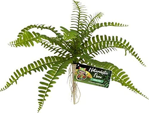 Zoo Med Sword Fern