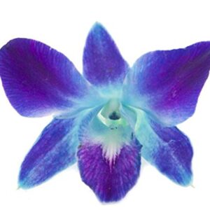 eflowerwholesale - Premium Cut Blue Orchids (10 stems Orchid with Rhinestone Mesh Ribbon Vase)