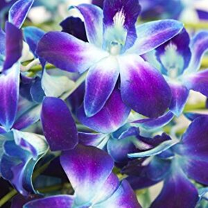 eflowerwholesale - Premium Cut Blue Orchids (10 stems Orchid with Rhinestone Mesh Ribbon Vase)