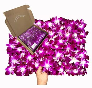 sunne tropical orchidclub usa loose bloom fresh orchid flower head diy lei, food & drink decoration (100 purple)