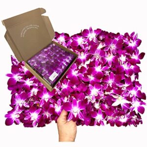 Sunne Tropical OrchidClub USA Loose Bloom Fresh Orchid Flower Head DIY Lei, food & drink decoration (100 PURPLE)