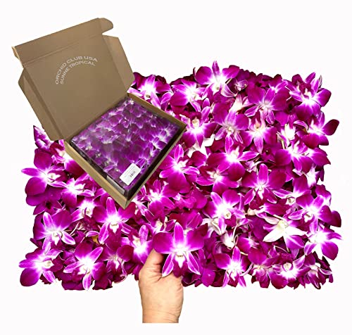 Sunne Tropical OrchidClub USA Loose Bloom Fresh Orchid Flower Head DIY Lei, food & drink decoration (100 PURPLE)