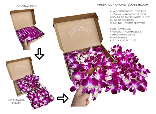 Sunne Tropical OrchidClub USA Loose Bloom Fresh Orchid Flower Head DIY Lei, food & drink decoration (100 PURPLE)