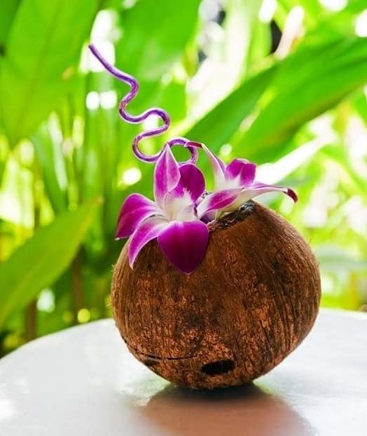 Sunne Tropical OrchidClub USA Loose Bloom Fresh Orchid Flower Head DIY Lei, food & drink decoration (100 PURPLE)