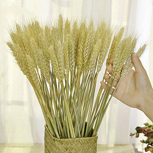 TooGet Dried Wheat Sheaves Stalks Bouquet Bundles, 100 Stems Natural Ear of Wheat Grain Flowers Dry Grass Bunch DIY Arrangements for Home Wedding Store Decorative