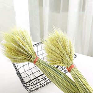 TooGet Dried Wheat Sheaves Stalks Bouquet Bundles, 100 Stems Natural Ear of Wheat Grain Flowers Dry Grass Bunch DIY Arrangements for Home Wedding Store Decorative