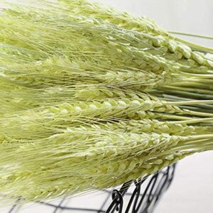 TooGet Dried Wheat Sheaves Stalks Bouquet Bundles, 100 Stems Natural Ear of Wheat Grain Flowers Dry Grass Bunch DIY Arrangements for Home Wedding Store Decorative