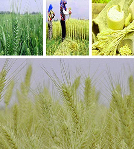 TooGet Dried Wheat Sheaves Stalks Bouquet Bundles, 100 Stems Natural Ear of Wheat Grain Flowers Dry Grass Bunch DIY Arrangements for Home Wedding Store Decorative