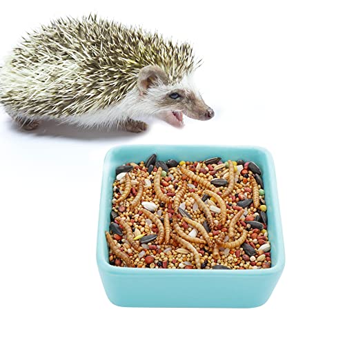 2 Pack Pet Ceramic Food Bowl and Water Dish Feeder for Guinea Pig Hedgehog Squirrel Small Animals (Blue and White)