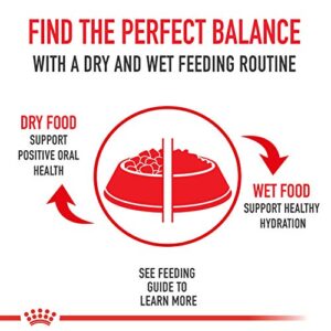 Royal Canin Feline Care Nutrition Intense Beauty Thin Slices in Gravy Canned Cat Food, 3 oz cans 24-count